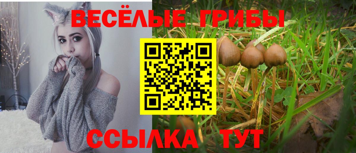 Псилоцибиновые грибы Cubensis Сибай